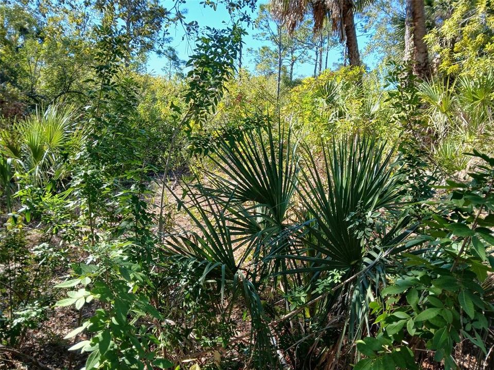 待售: $99,999 (0.23 acres)