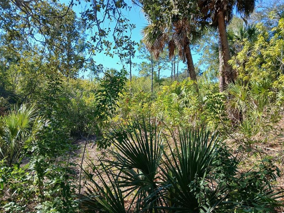 待售: $99,999 (0.23 acres)
