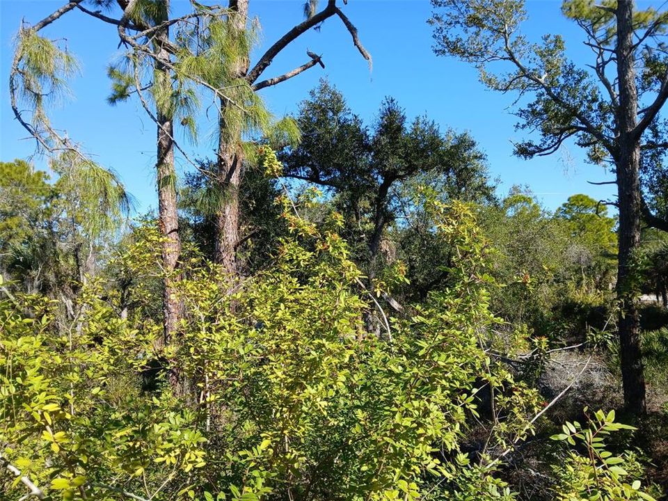 待售: $99,999 (0.23 acres)
