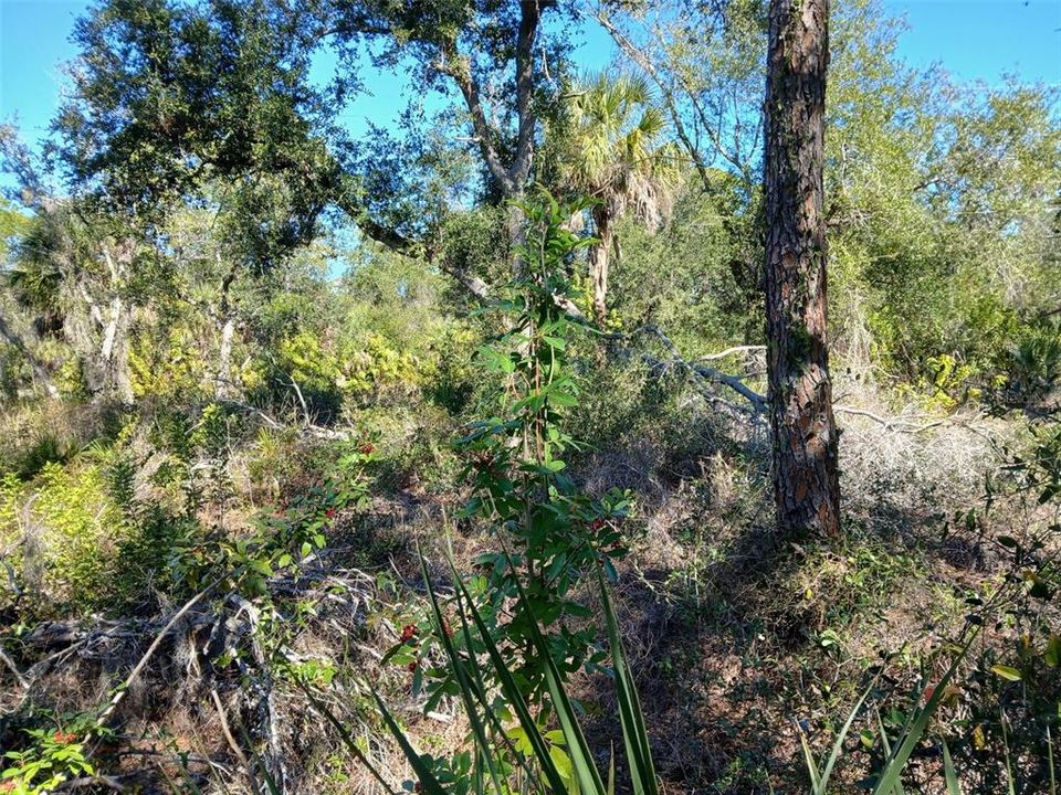 待售: $99,999 (0.23 acres)