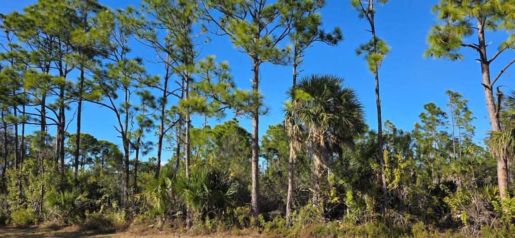 En Venta: $19,900 (0.23 acres)