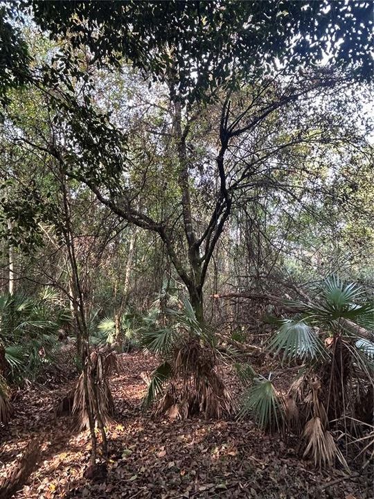 待售: $269,000 (5.00 acres)