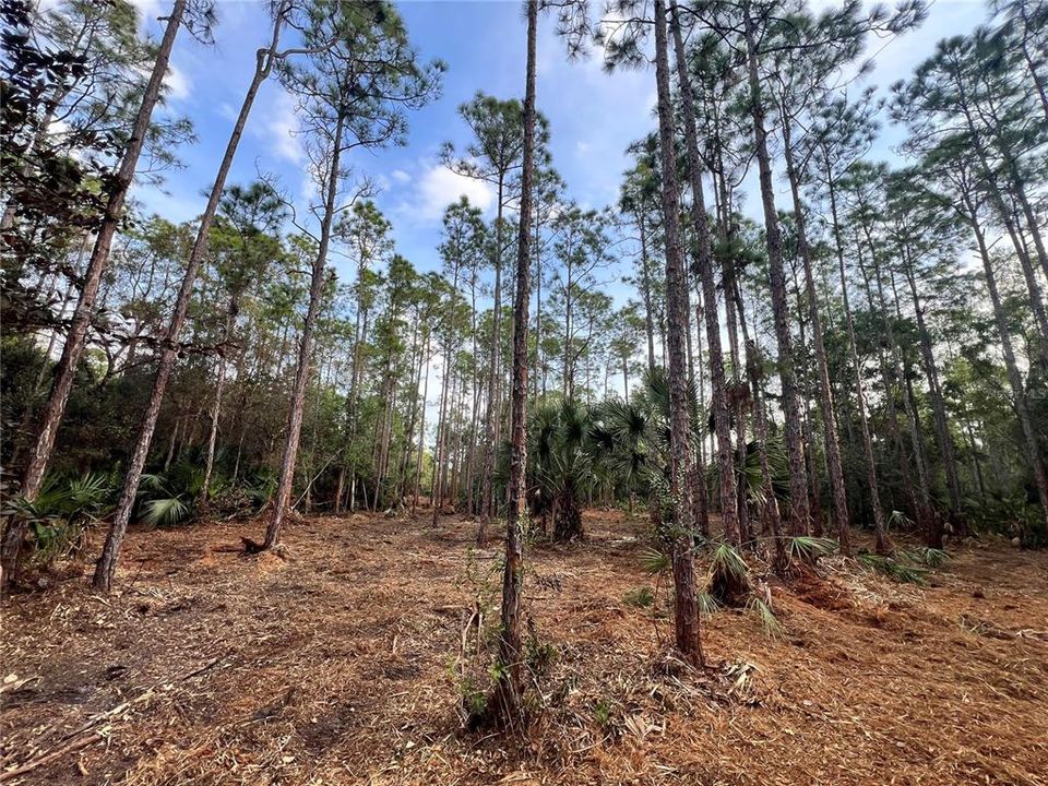 待售: $269,000 (5.00 acres)