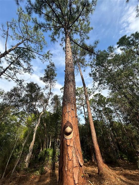 待售: $269,000 (5.00 acres)