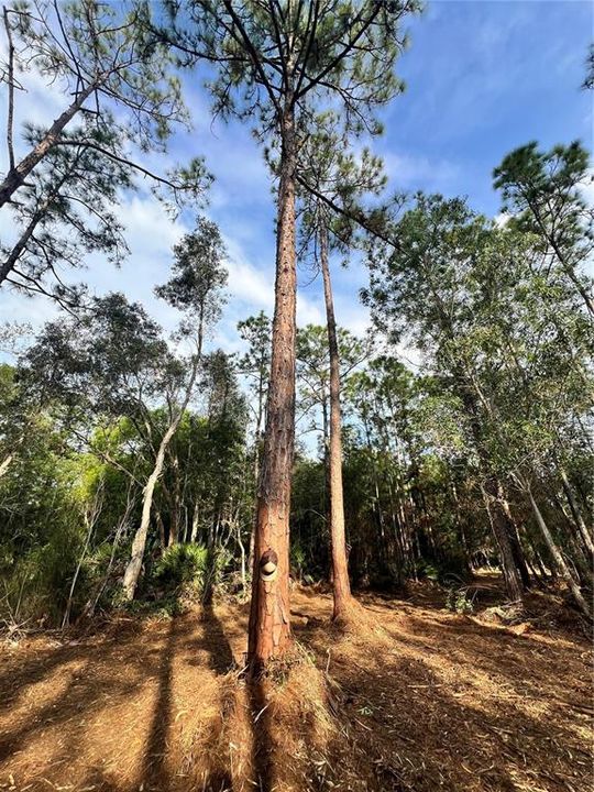 待售: $269,000 (5.00 acres)