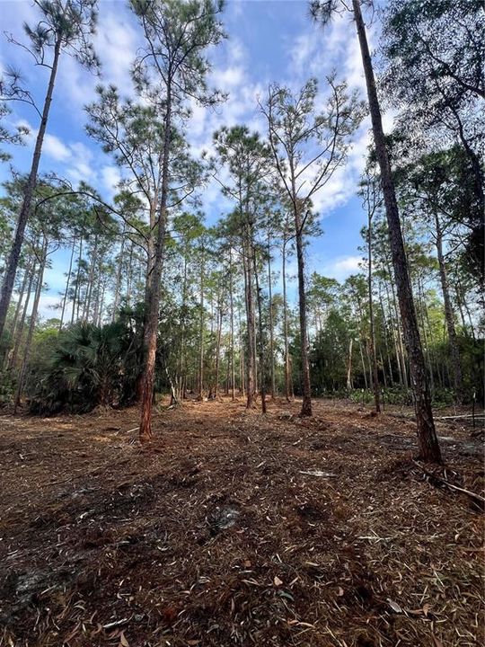 待售: $269,000 (5.00 acres)