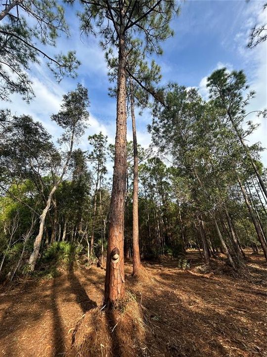 待售: $269,000 (5.00 acres)