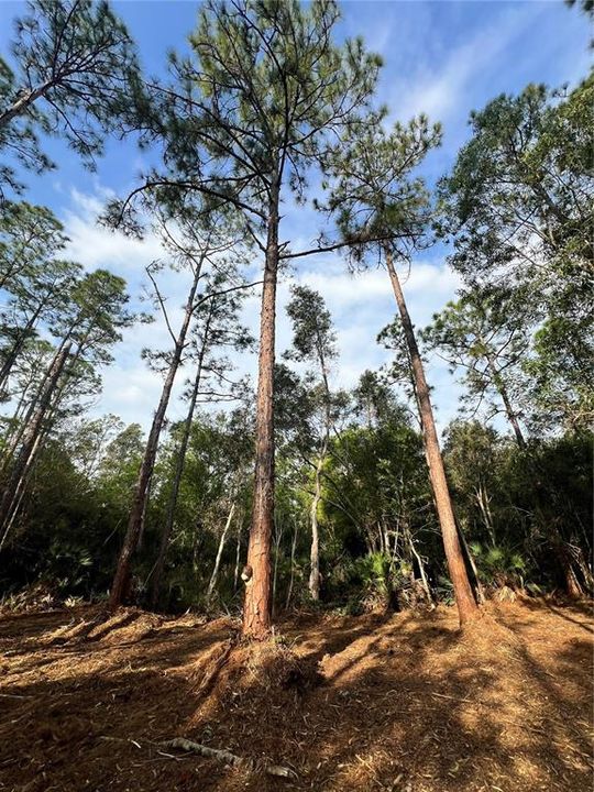 待售: $269,000 (5.00 acres)