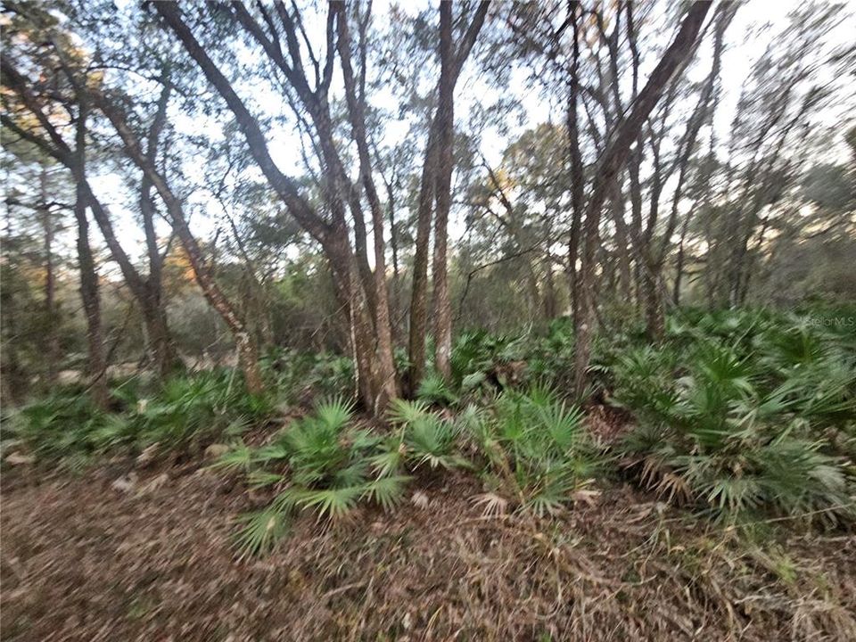 For Sale: $39,900 (0.98 acres)