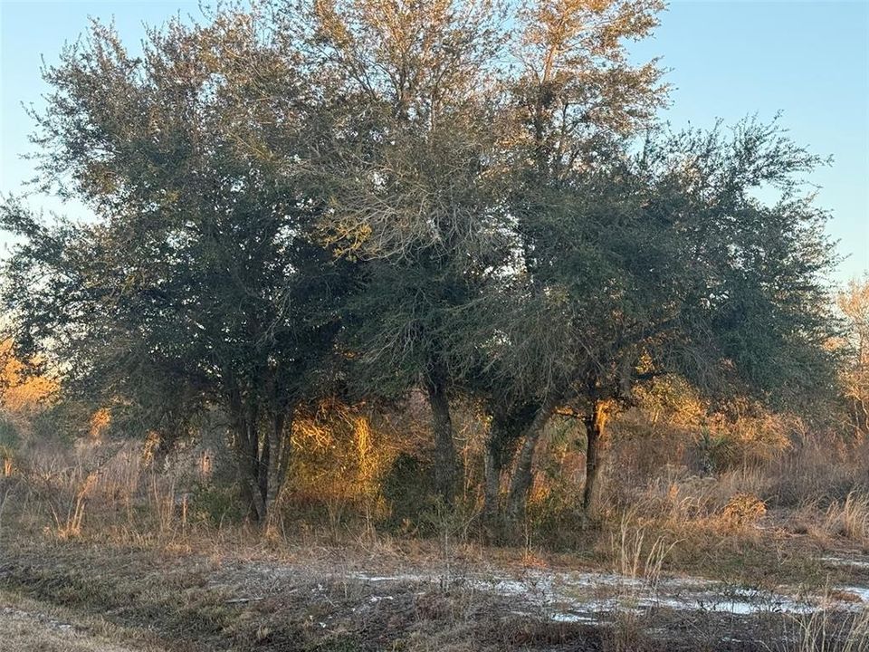 待售: $39,900 (1.25 acres)