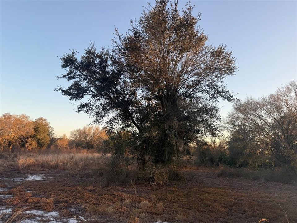 待售: $39,900 (1.25 acres)