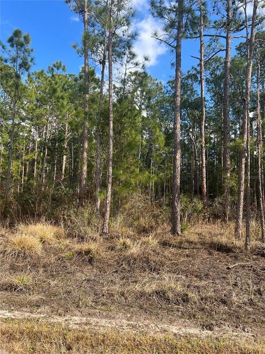 На продажу: $12,900 (0.23 acres)