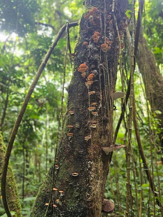 На продажу: $225,000 (14.00 acres)