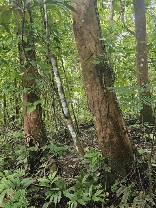 На продажу: $225,000 (14.00 acres)