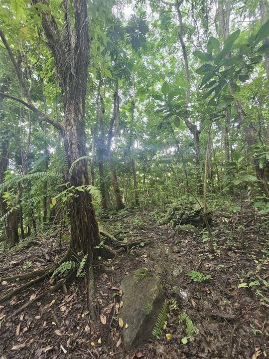 На продажу: $225,000 (14.00 acres)