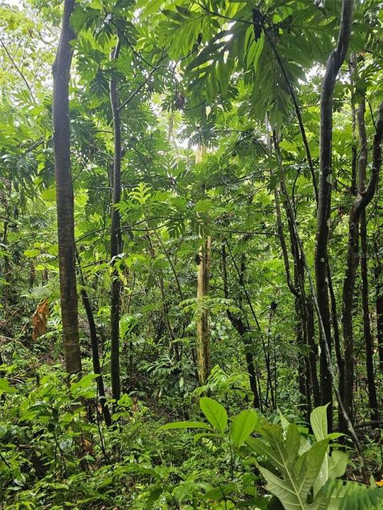 На продажу: $225,000 (14.00 acres)