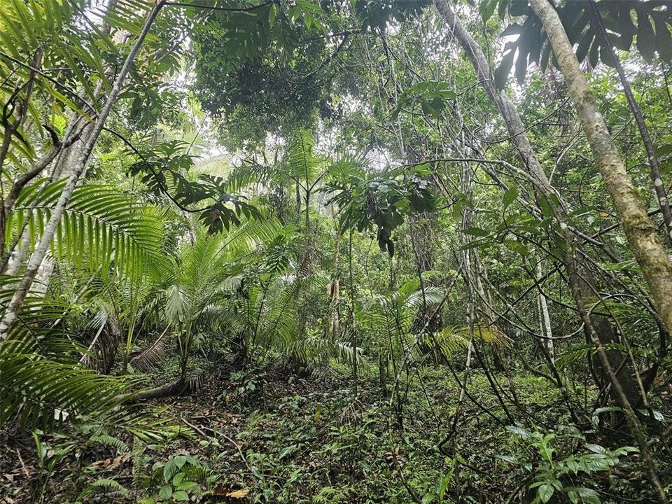 На продажу: $225,000 (14.00 acres)