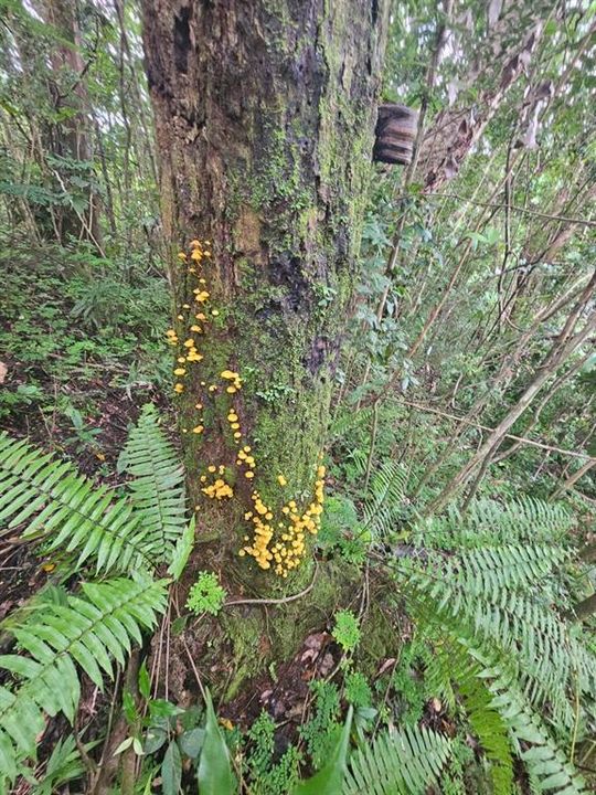 На продажу: $225,000 (14.00 acres)