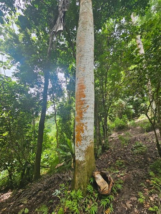 На продажу: $225,000 (14.00 acres)