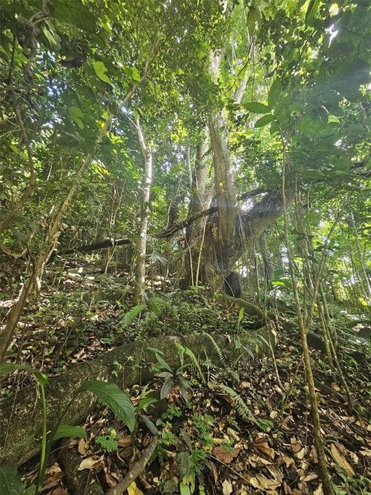 На продажу: $225,000 (14.00 acres)