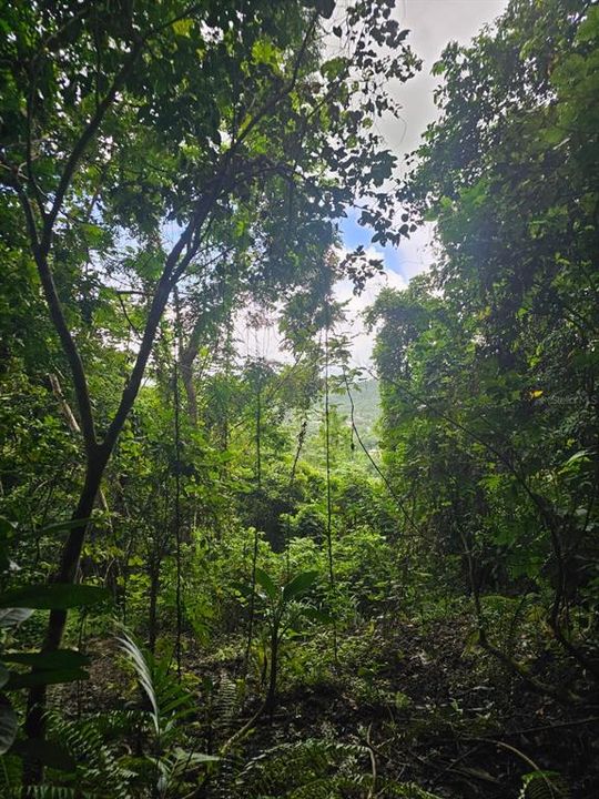 На продажу: $225,000 (14.00 acres)