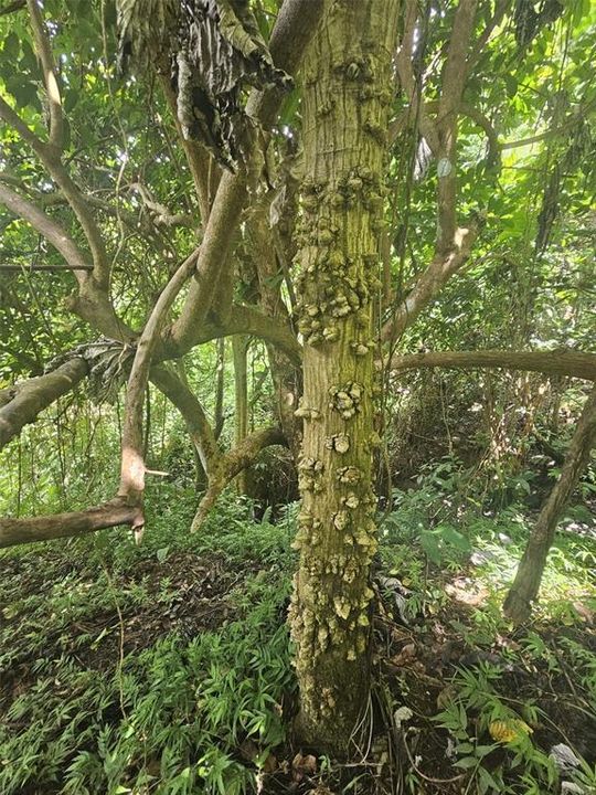 На продажу: $225,000 (14.00 acres)