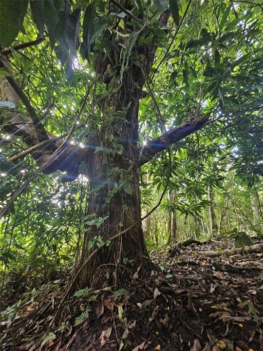 На продажу: $225,000 (14.00 acres)