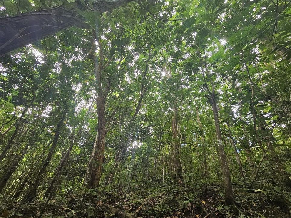 На продажу: $225,000 (14.00 acres)