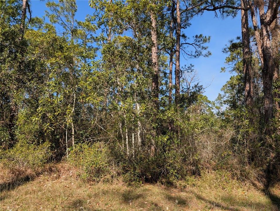 For Sale: $50,000 (0.50 acres)