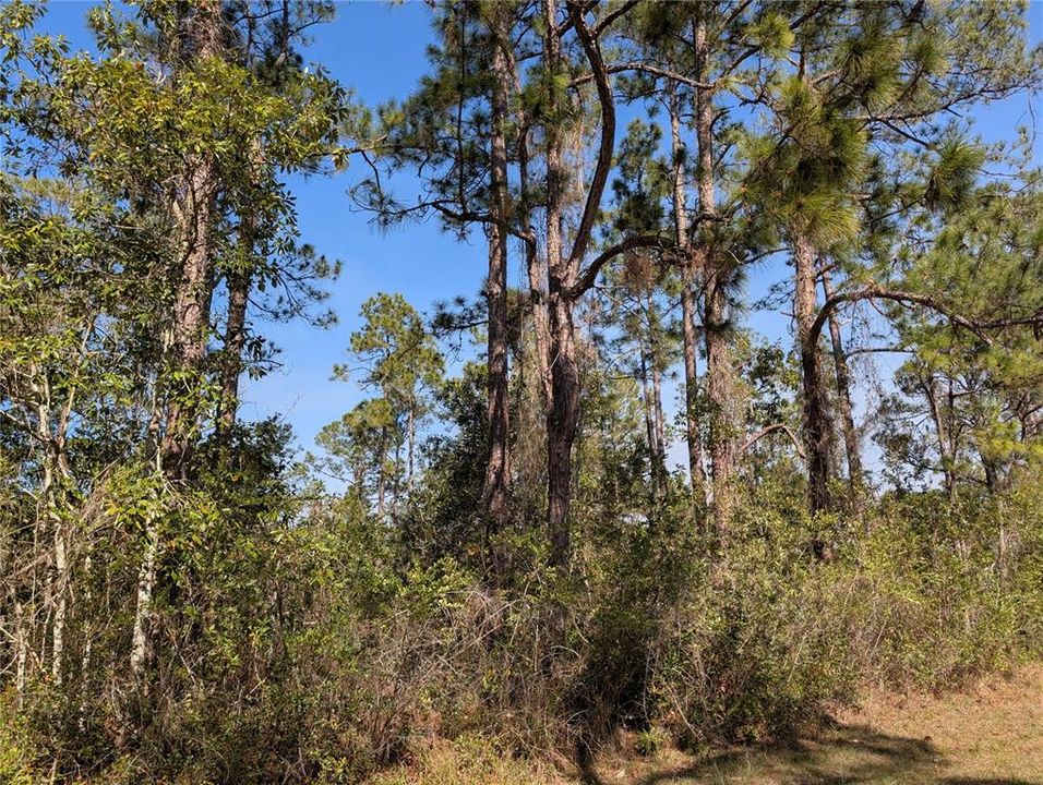 For Sale: $50,000 (0.50 acres)