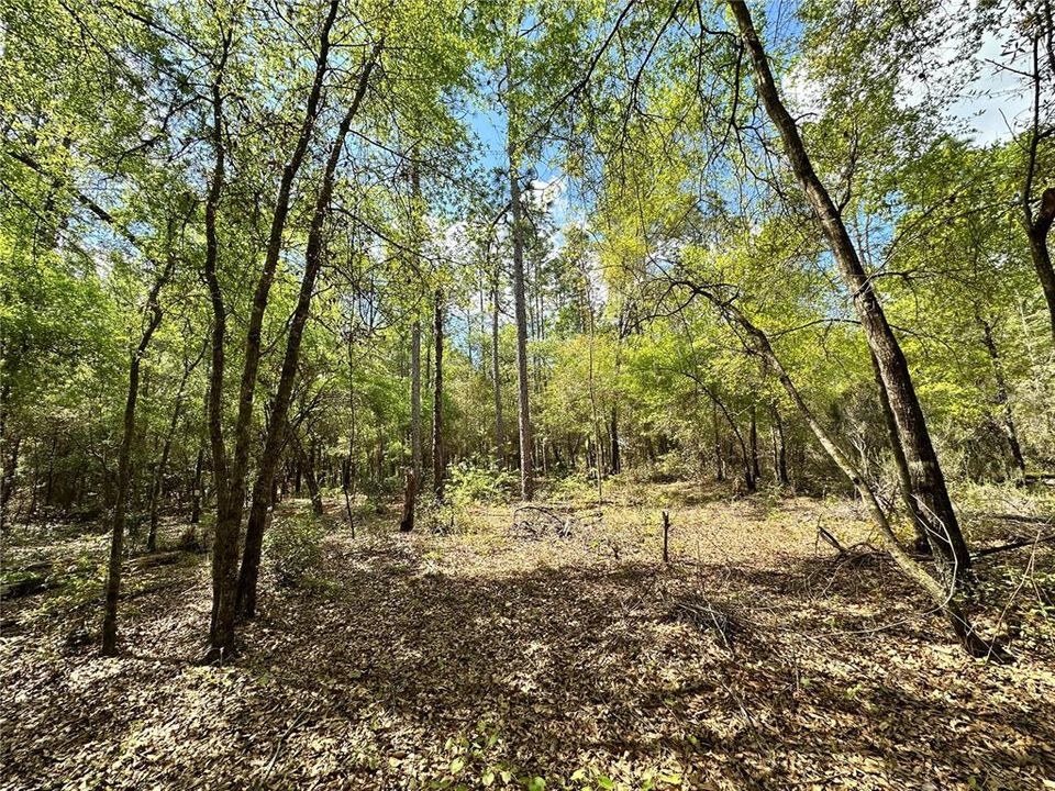 For Sale: $19,000 (0.92 acres)