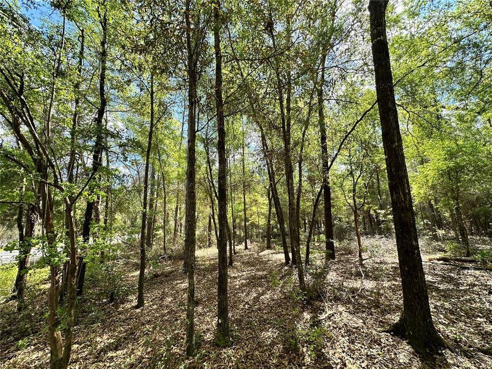 For Sale: $19,000 (0.92 acres)