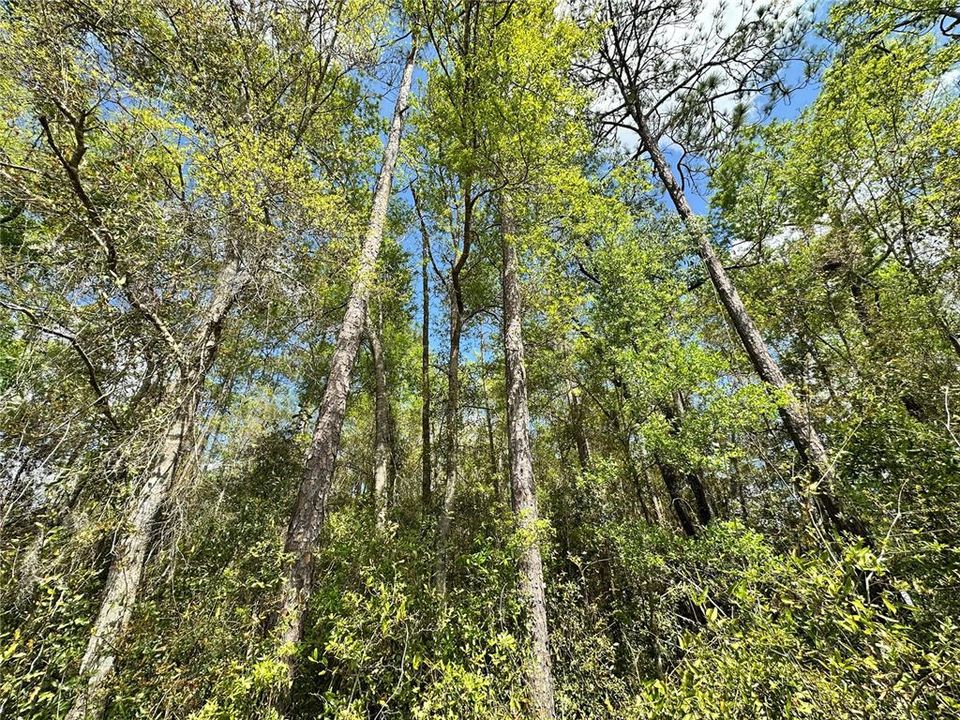 待售: $19,000 (0.46 acres)