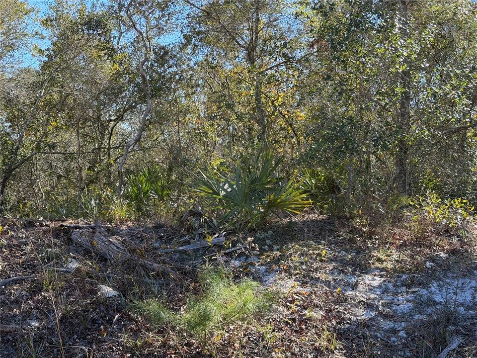 For Sale: $29,900 (0.56 acres)