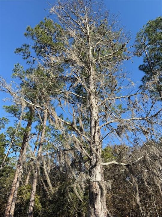 En Venta: $58,700 (2.50 acres)