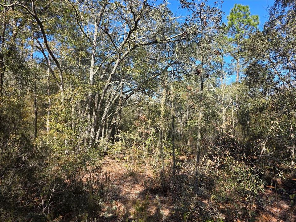 待售: $27,000 (1.25 acres)