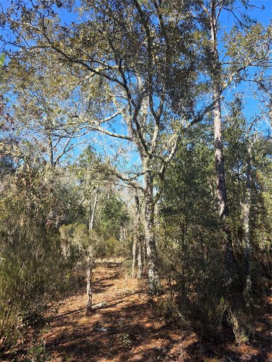 待售: $27,000 (1.25 acres)