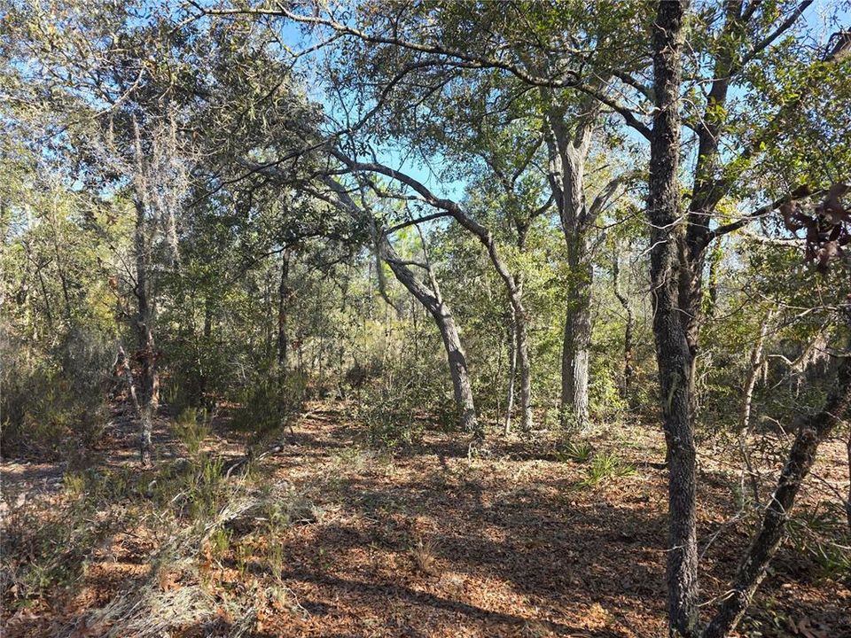 待售: $27,000 (1.25 acres)