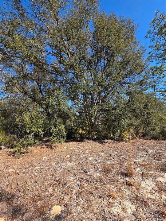 待售: $27,000 (1.25 acres)