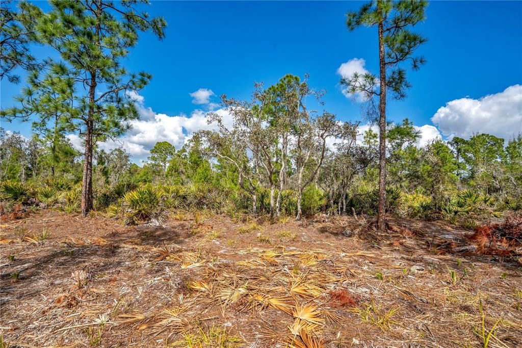 待售: $39,000 (1.25 acres)