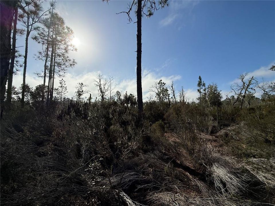 Active With Contract: $18,000 (1.25 acres)