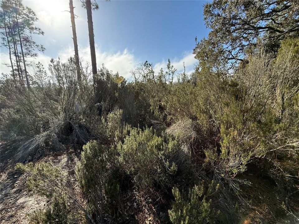 Active With Contract: $18,000 (1.25 acres)
