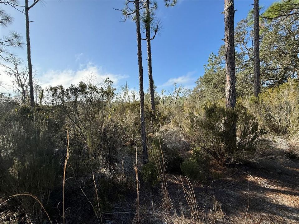 Active With Contract: $18,000 (1.25 acres)