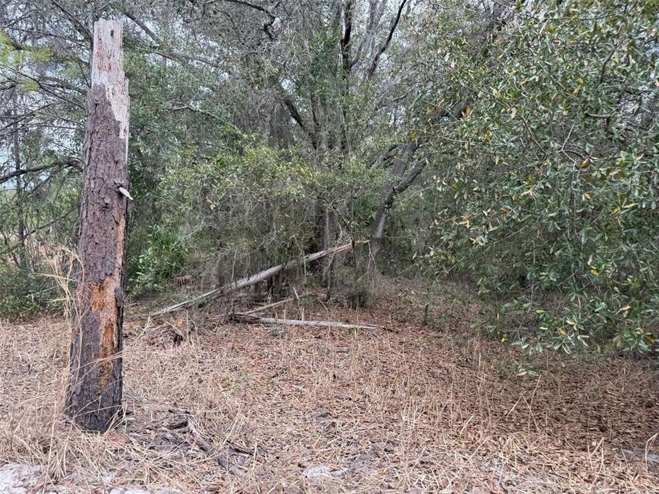 На продажу: $40,000 (1.29 acres)