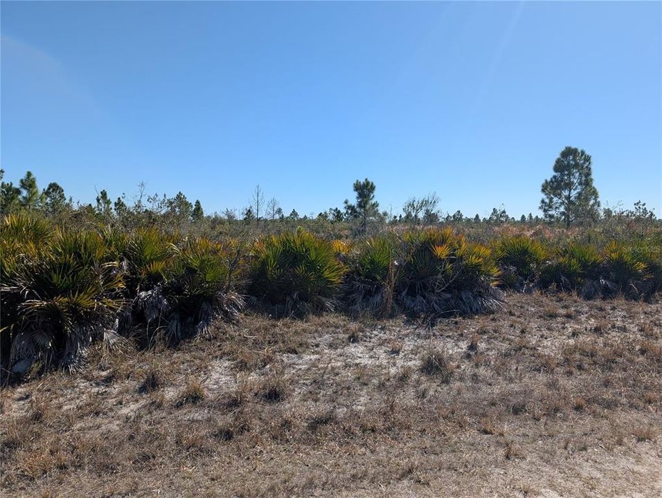En Venta: $11,500 (0.50 acres)