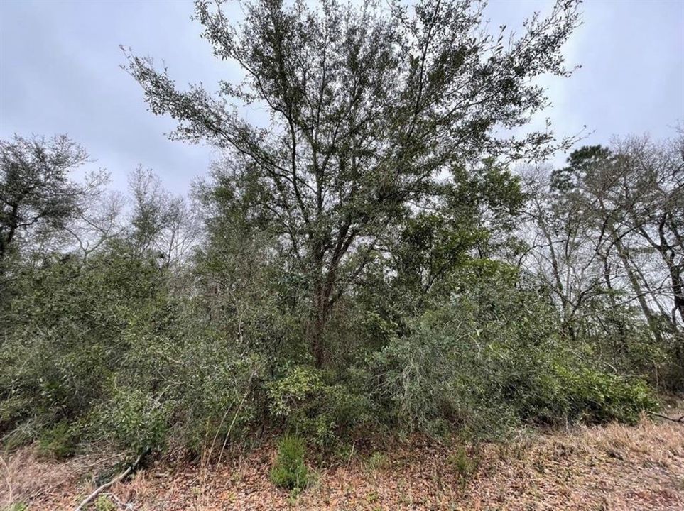 最近售出: $25,000 (1.00 acres)