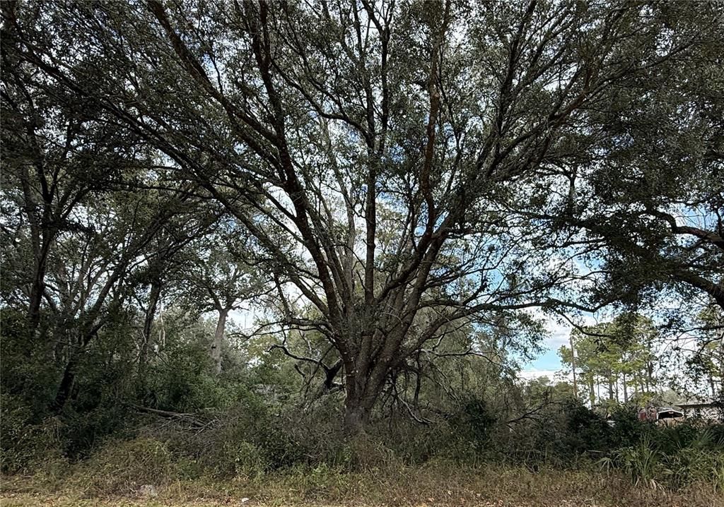 En Venta: $50,000 (0.23 acres)