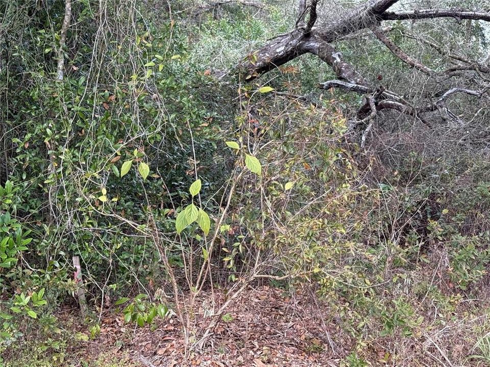 En Venta: $50,000 (0.23 acres)