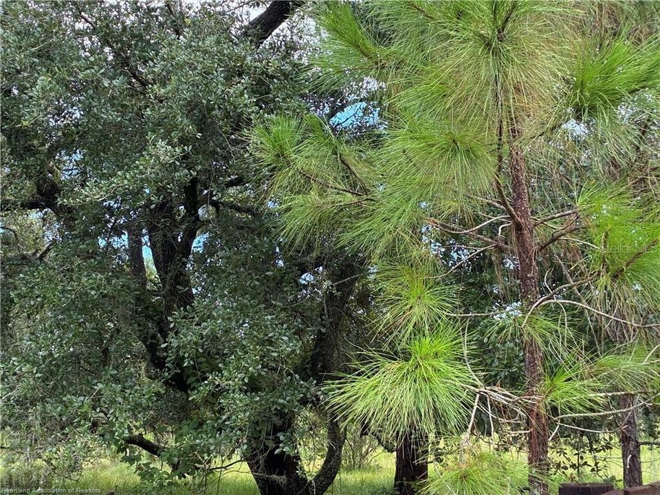 En Venta: $1,414,485 (109.65 acres)