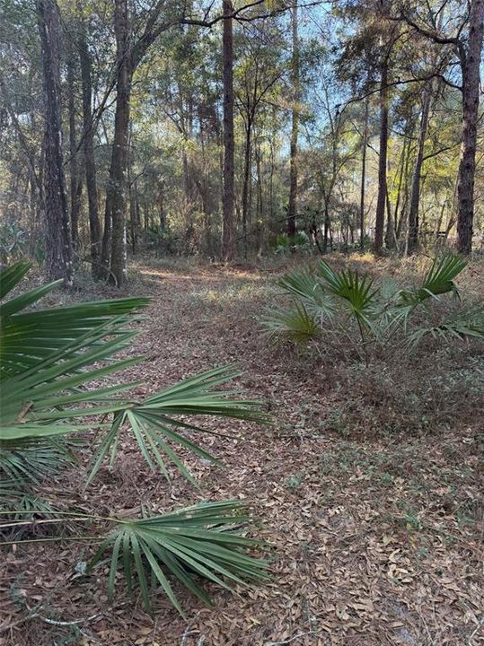 待售: $29,500 (1.24 acres)